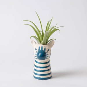 Funky Grasslands Zebra Plant - Good Little Garden™ - 1 of 3