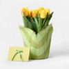 Mother's Day 6" Potted Tulip - Good Little Garden™ - 2 of 3