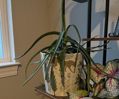 Guest review image 1 of 1, zoom in