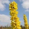 Forsythia Magical Gold 4" Potted Rocketliners - Van Zyverden - 3 of 4