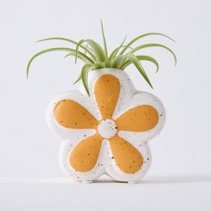 Live Houseplant with Florets Pot Orange - Good Little Garden™ - 1 of 4