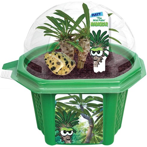 Toys By Nature Character Micro Domes - Matt The Madagascar Mini