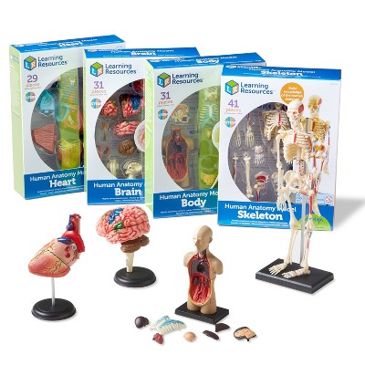 Anatomia Brain Anatomy Models Game Bundle Set, Cérebro, Corpo, Coração,  Esqueleto, Ferramentas de demonstração em sala de aula grau 3 + / Idades 5+  para Escola, Educação