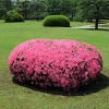 Azalea 'Chinana' 2.25gal U.S.D.A. Hardiness Zones 6-9 - 1pc - National Plant Network: Everblooming, Outdoor, Pollinator-Friendly - 2 of 3