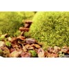SuperMoss Orchid Repotting Bark 3lbs Topsoil: Ideal for Patio Gardening, Soil Enrichment for Ferns & Orchids - 4 of 4