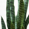 Nearly Natural 4-ft UV Resistant Artificial Sansevieria Snake Plant in White Decorative Planter (Indoor/Outdoor) - 3 of 4