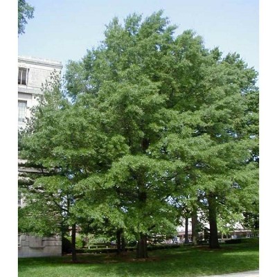 1pc Willow Oak - National Plant Network