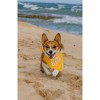 Parisian Pet 'Born to Run' Bandana - Fashionable, Soft, Comfortable Yellow Bandana for Dogs & Cats - 2 of 4