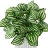 Northlight Artificial Watermelon Peperomia Plant in Pot - 6.5" - 4 of 4