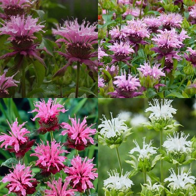 Van Zyverden Set of 15 Perennial Plant of the Year Monarda Collection Roots