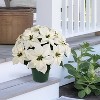 Puleo 22" Pre-Lit Battery-Operated Artificial Potted White Poinsettias - 3 of 4
