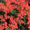 2.5qt Trouper Azalea Plant with Pink Blooms - National Plant Network: Perennial Shrub for Garden Beds & Containers - 3 of 4