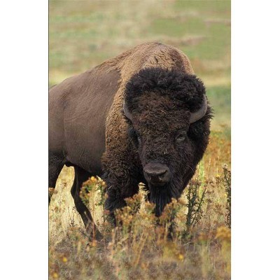 Bison Blank Journal - (Nodin Press Blank Journals) (Hardcover)