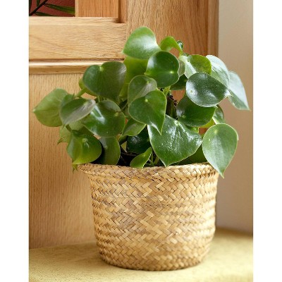 3pk Peperomia Plant Green - National Plant Network