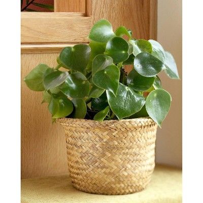 6" Peperomia Plant Green - National Plant Network