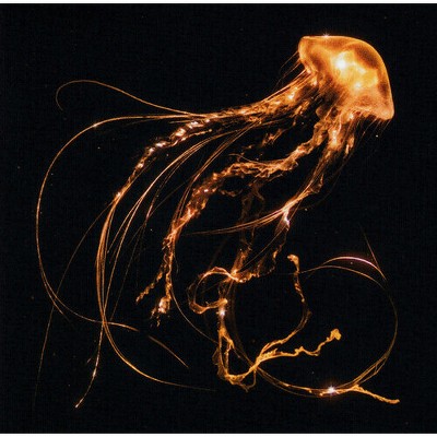 Royal Blood - Back To The Water Below