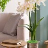 Van Zyverden Fast Track Amaryllis Bulb Kit Impatient with XL Artisan Decorative Planter - 3 of 3