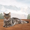 Blue Buffalo Wilderness Grain Free Chicken & Seafood Recipe Crunchy Cat Treats - 2oz - 4 of 4