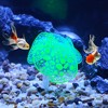 Unique Bargains Simulation Glowing Silicone Aquarium Simulation Coral - 2 of 4