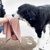 John Ritzenthaler Co. Embroidered Microfiber Pet Towel, Small, Set of Three - 4 of 4
