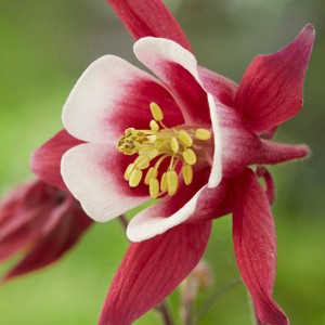 Van Zyverden 5ct Roots Aquilegia Columbine Biedermeier - 1 of 4