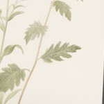 wood color