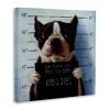 Stupell Industries Boston Terrier Jail Convicted Mugshot, 24" x 24" - 3 of 4