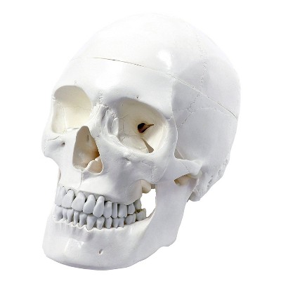 Wellden Medical Educational Life Size Realistic 3 Part Human Skull PVC Model w/ Skull Cap, Base, and Lower Jaw for Learning & Teaching