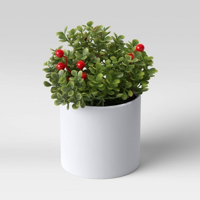 Plant Boxwood Red Berry - Threshold™