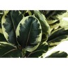Artificial Plant, 47" Tall, Oak Tree, Indoor, Faux, Fake, Floor, Greenery, Potted, Real Touch, Decorative, Green Leaves, Black Pot - 3 of 4