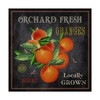 Trademark Fine Art -Jean Plout 'Orchard Fresh Oranges' Canvas Art - 2 of 3