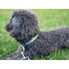 Country Brook Petz Deluxe Dog Collar - Groovy Collection - 4 of 4