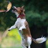 Mulipurpose Pet Dead Fowl Fetch Toy For Training Dogs Outdoor Indoor Imitate Dead Fowl Essential For Trainers - 3 of 4