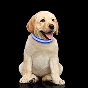 PETMAKER LED Medium Dog Collar-Lights Up for Night Visibility and Safety- Adjustable, Rechargeable, 3 Flash Modes-for Evening Walks or Runs (Blue) - 1 of 1