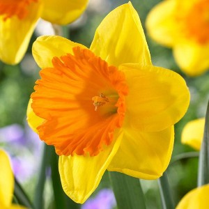 Van Zyverden Set of 12 Daffodils Bulbs Akita - 1 of 3