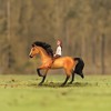 Breyer Animal Creations Breyer Spirit Riding Free Spirit & Lucky Small Horse & Doll Set - 3 of 4