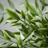 Sullivans Artificial Leafy Green Ruscus Bush 14"H Green - 2 of 3