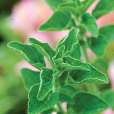 Burpee Greek Oregano Seeds