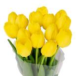 Fresh Cut Yellow Tulip Flowers - 15 stem - Spritz™