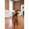Outward Hound Dental Pineapple Treat Stuffer Dog Toy - 3 of 3