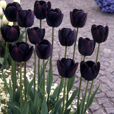 Tulips Queen Of Night Set of 12 Bulbs - Black - Van Zyverden