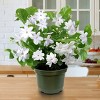 National Plant Network Live Indoor/Outdoor Arabian Jasmine Sambac Plant - 1ct 1gal - 4 of 4