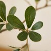 DR.Planzen 5-7FT Artificial Olive Tree with Real Wood Branches & Lifelike Fruits - Faux Indoor/Outdoor Green Leaves Fake Tree for Home Decor - 3 of 4