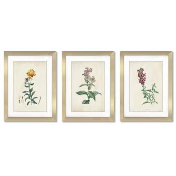 Americanflat Minimalist Vintage Traditional Botanicals By Victoria Barnes - 3 Piece Gallery Framed Print Art Set