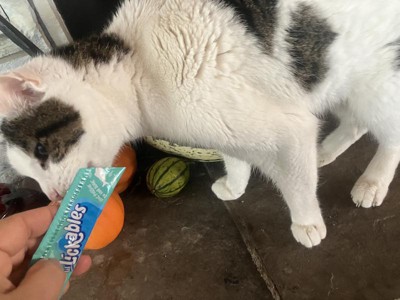 Guest review image 1 of 1, zoom in