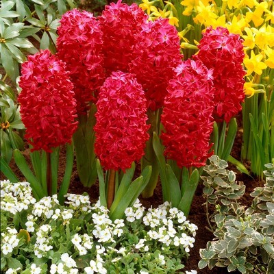 Set of 10 Jan Bos Hyacinth Bulbs - Van Zyverden