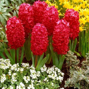 Van Zyverden 10ct Bulbs Hyacinths Jan Bos - 1 of 4