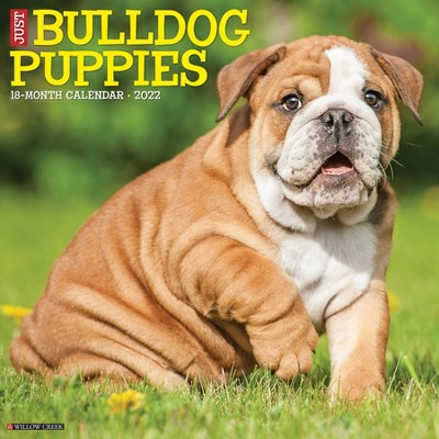 2022 Wall Calendar Just Bulldog Puppies - Willow Creek Press