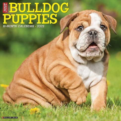 2022 Wall Calendar Just Bulldog Puppies Willow Creek Press Target