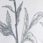 molly botanicals / light blue